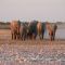 Namibia_Etosha.jpg